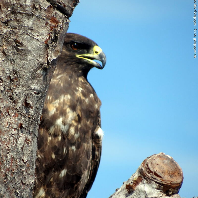 Buse des Galapagos