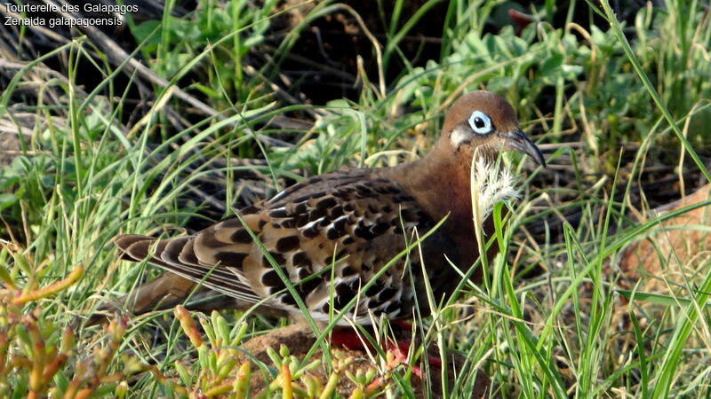 Galapagos Dove