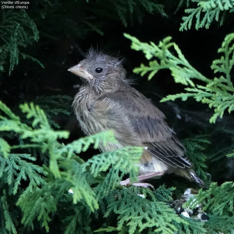 European GreenfinchPoussin, identification