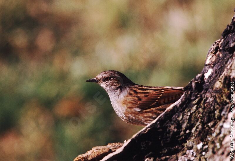 Dunnock