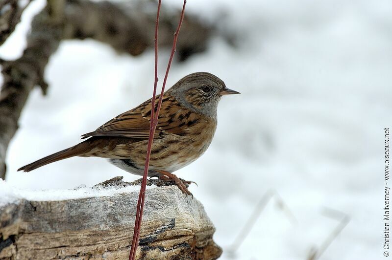 Dunnock