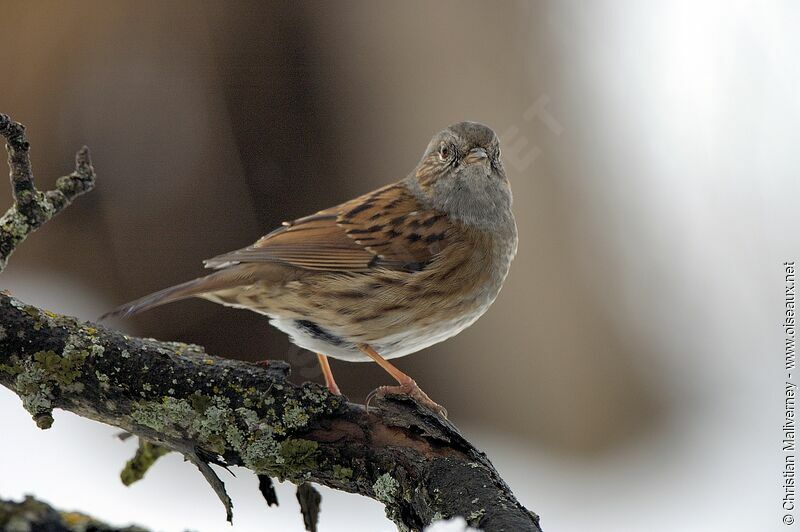 Dunnock