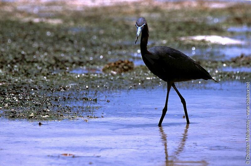 Aigrette bleue