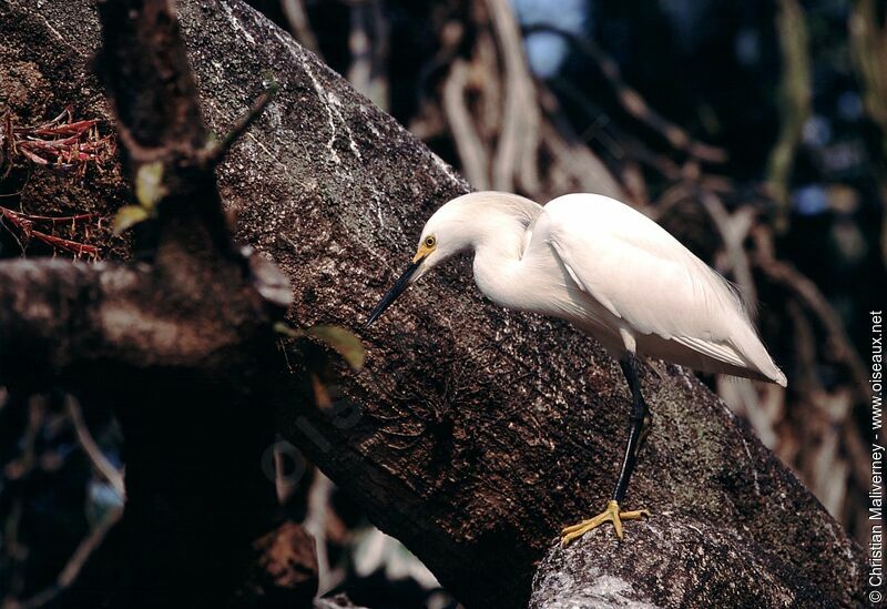 Snowy Egretadult breeding