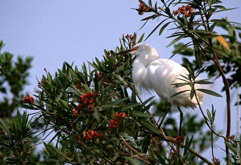 Aigrette neigeuseadulte nuptial