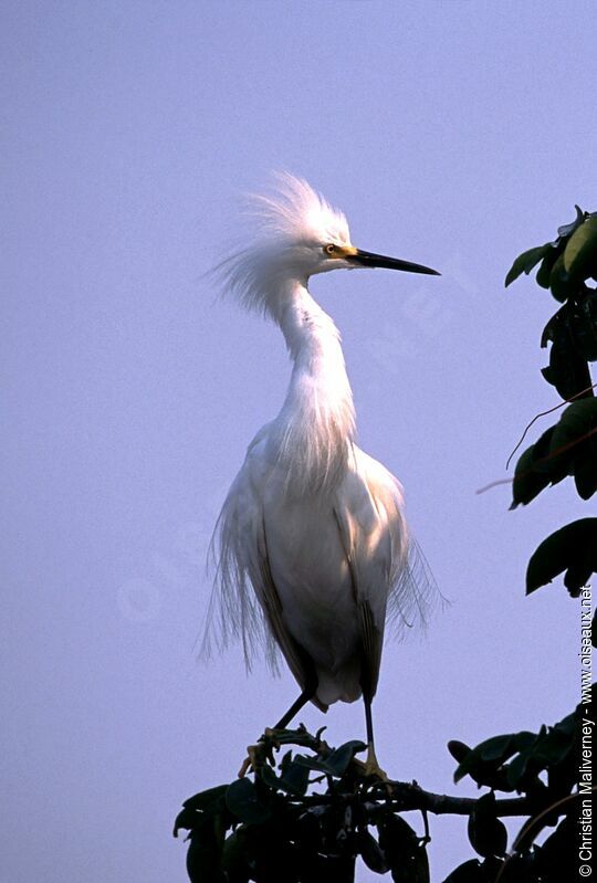 Aigrette neigeuseadulte nuptial