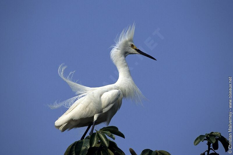 Aigrette neigeuseadulte nuptial