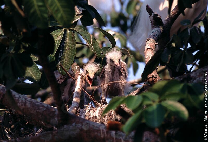 Snowy Egretjuvenile