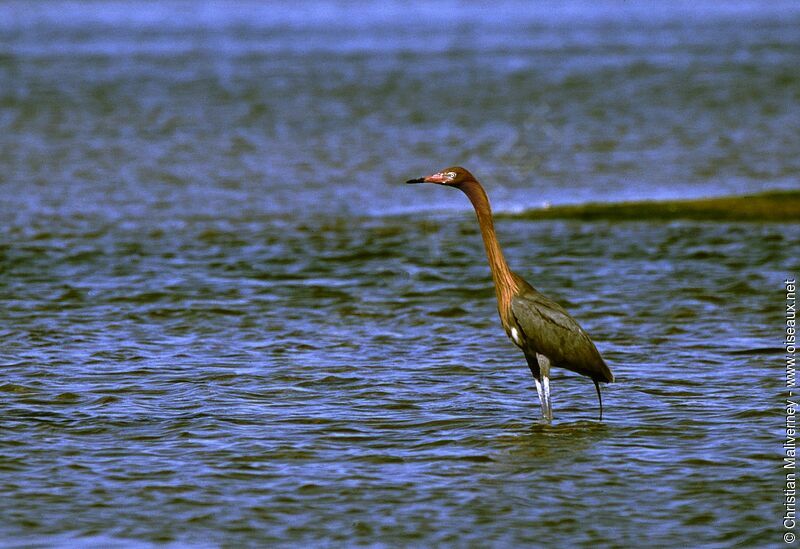 Aigrette roussâtreadulte nuptial