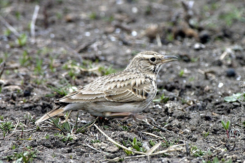 Alouette des champsadulte