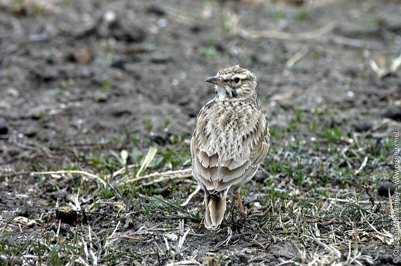 Eurasian Skylarkadult