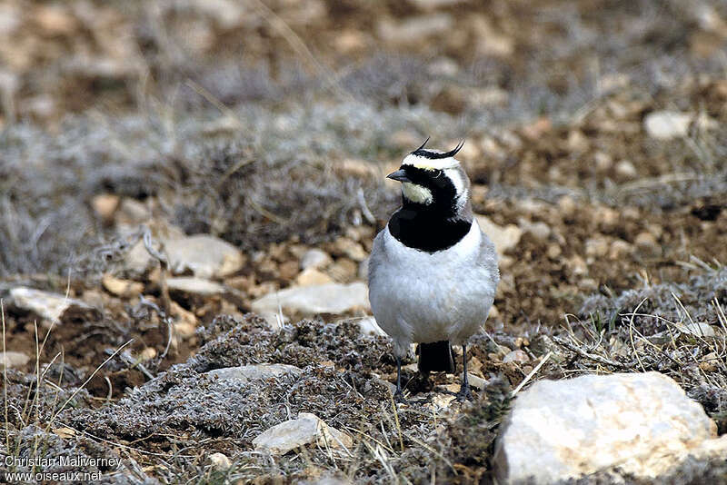 Horned Lark male adult, close-up portrait