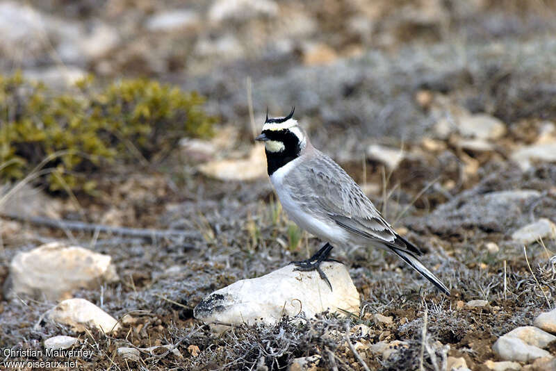 Horned Lark male adult breeding, pigmentation