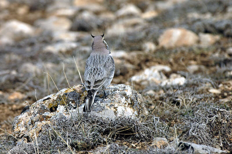 Horned Lark male adult, habitat, camouflage, pigmentation