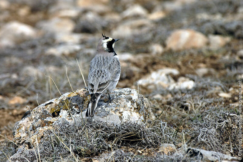 Horned Larkadult