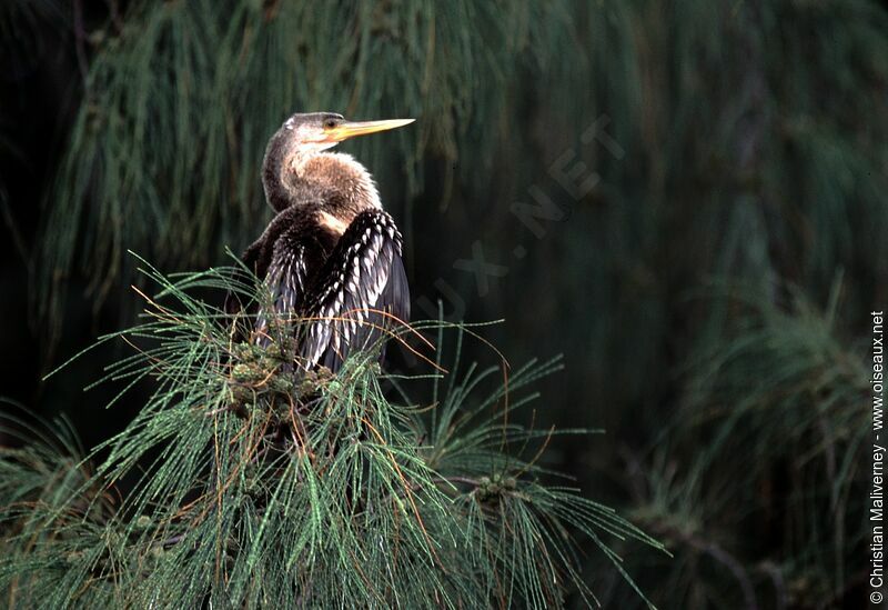 Anhinga d'Amérique femelle adulte nuptial