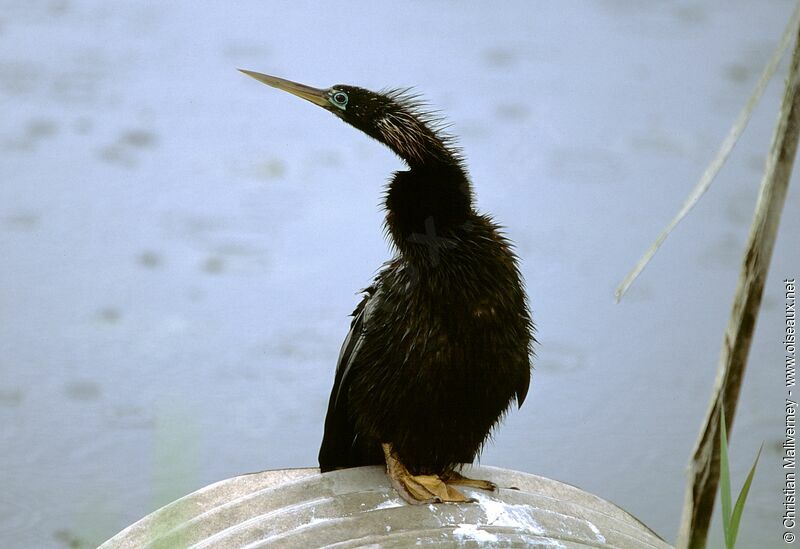 Anhinga d'Amériqueimmature