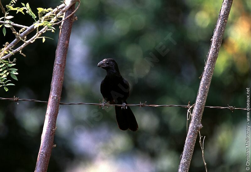 Groove-billed Aniadult