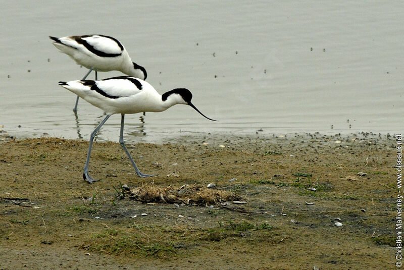 Avocette élégante adulte