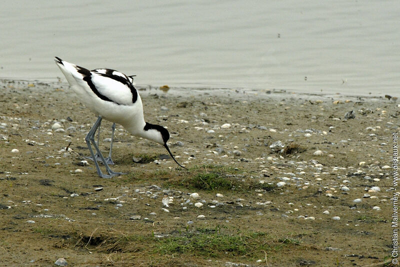 Pied Avocet adult