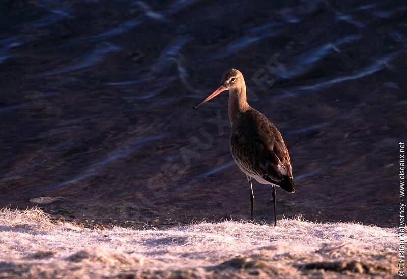 Black-tailed Godwitadult post breeding