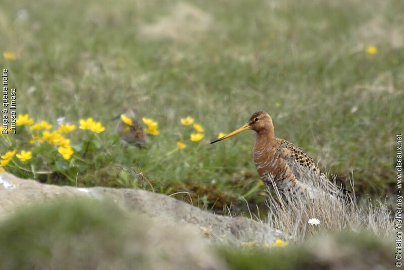 Black-tailed Godwit female adult breeding, identification