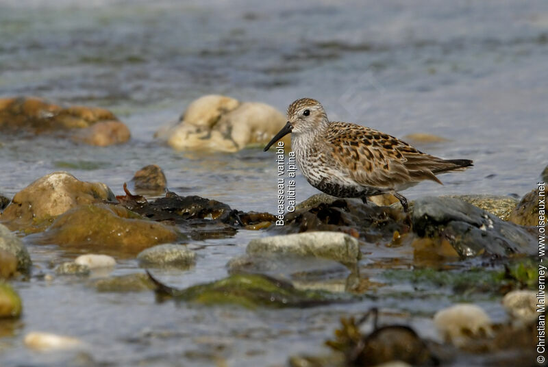 Bécasseau variableadulte nuptial, identification