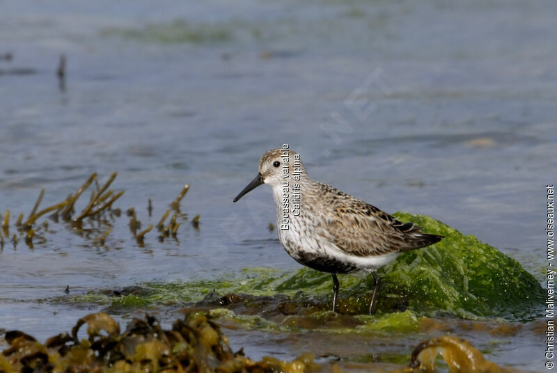 Bécasseau variableadulte nuptial, identification