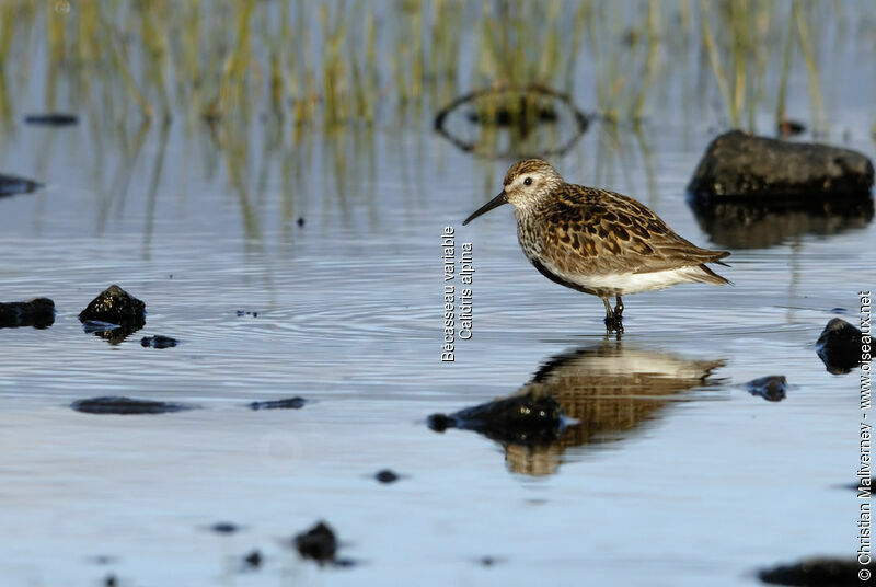 Dunlinadult breeding, identification