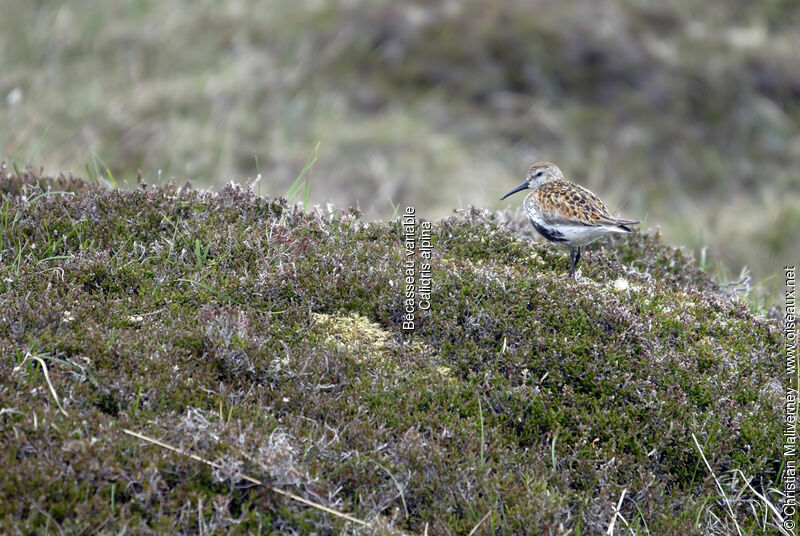 Dunlinadult breeding, identification