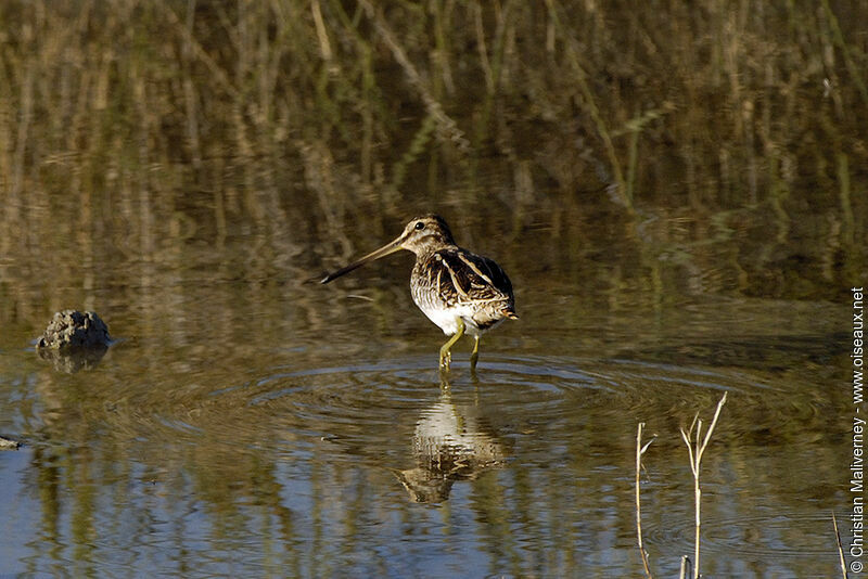 Common Snipeadult