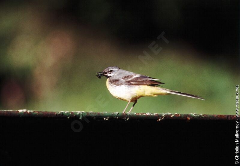 Grey Wagtailadult breeding