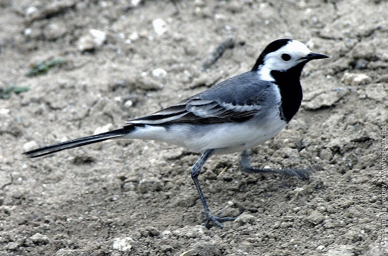 White Wagtailadult