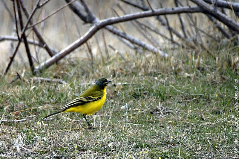 Western Yellow Wagtail female adult breeding