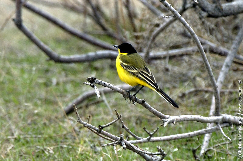 Western Yellow Wagtail male adult breeding