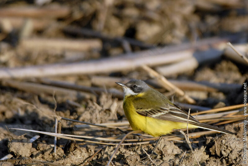 Western Yellow Wagtail, identification