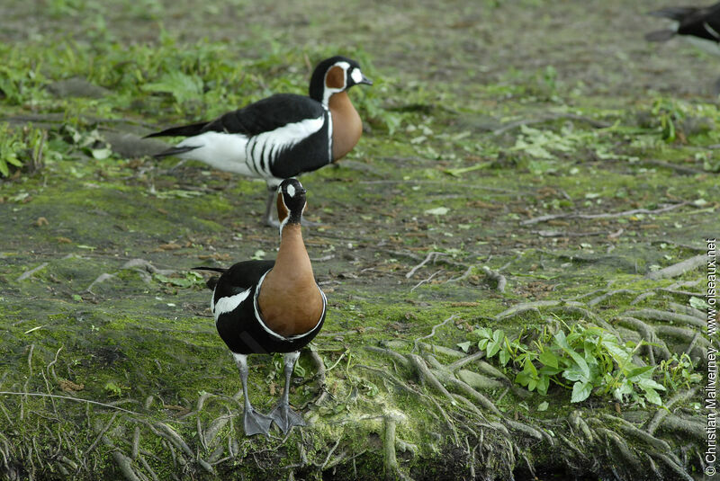 Bernache à cou rouxadulte, identification