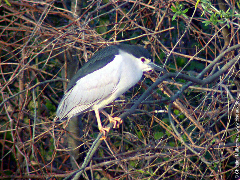 Black-crowned Night Heron male adult breeding