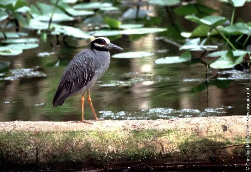 Yellow-crowned Night Heronadult breeding