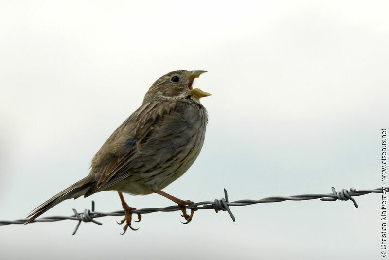 Corn Bunting male adult