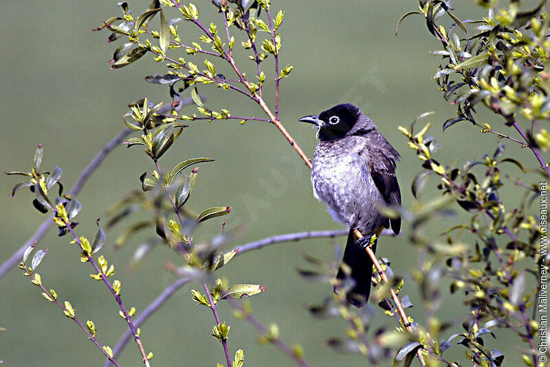 Bulbul d'Arabieadulte