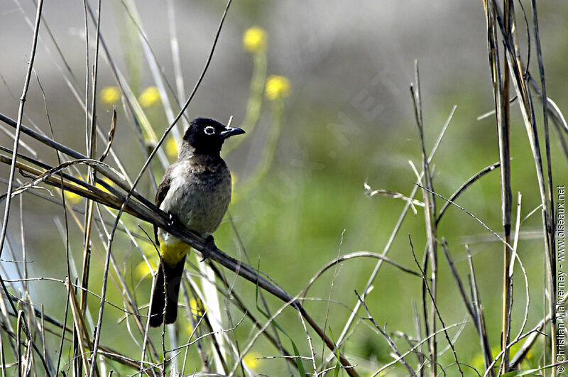 White-spectacled Bulbuladult