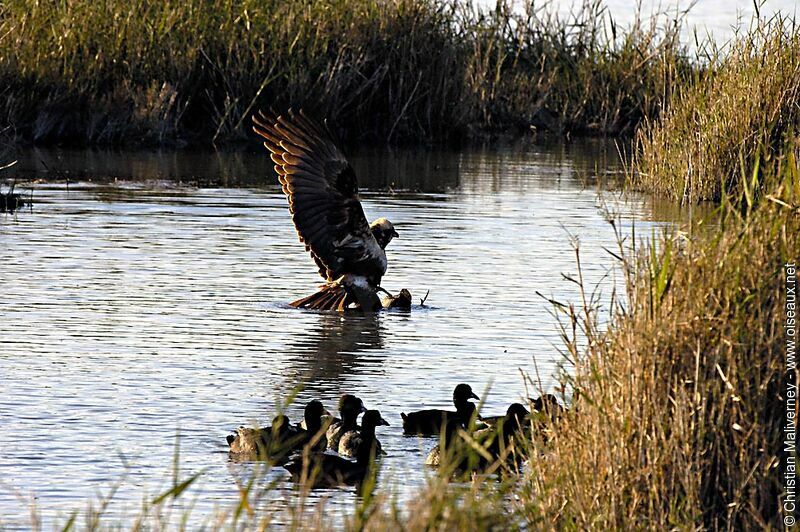 Western Marsh Harrieradult