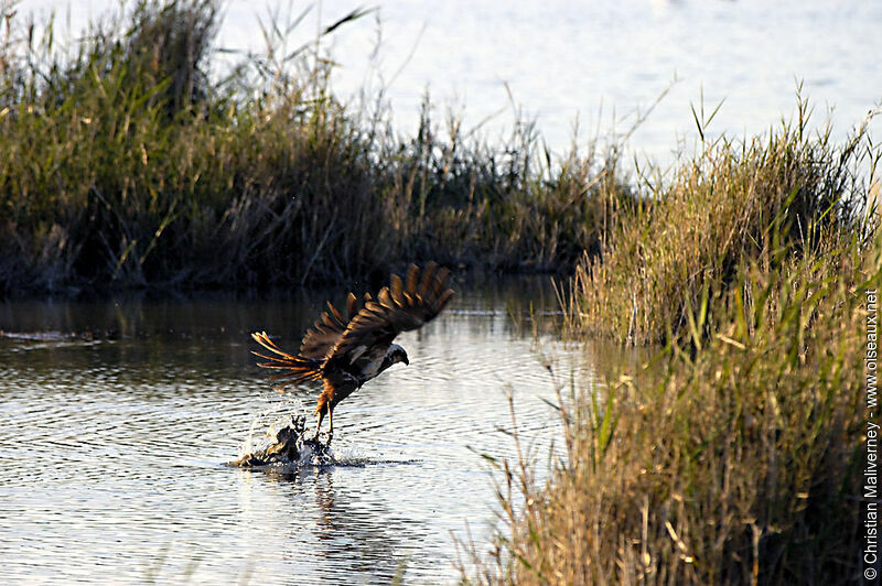 Western Marsh Harrieradult