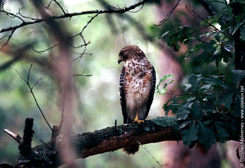 Red-shouldered Hawkadult