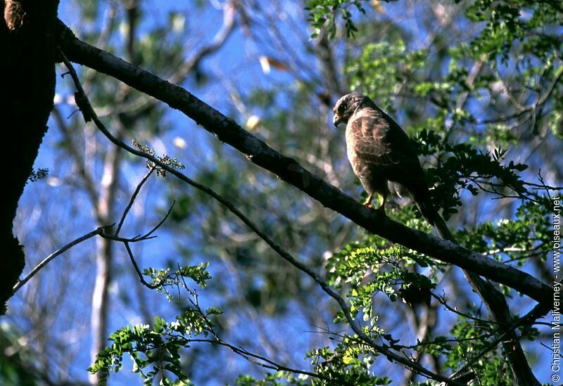 Roadside Hawkadult