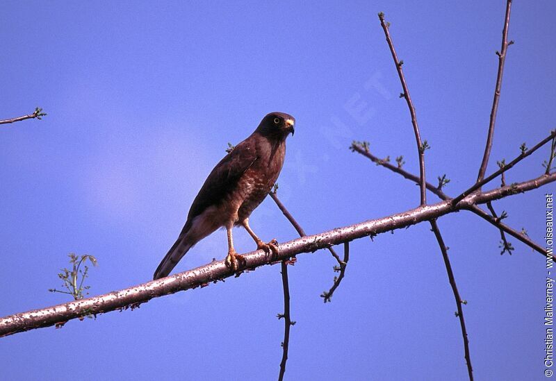 Roadside Hawkadult