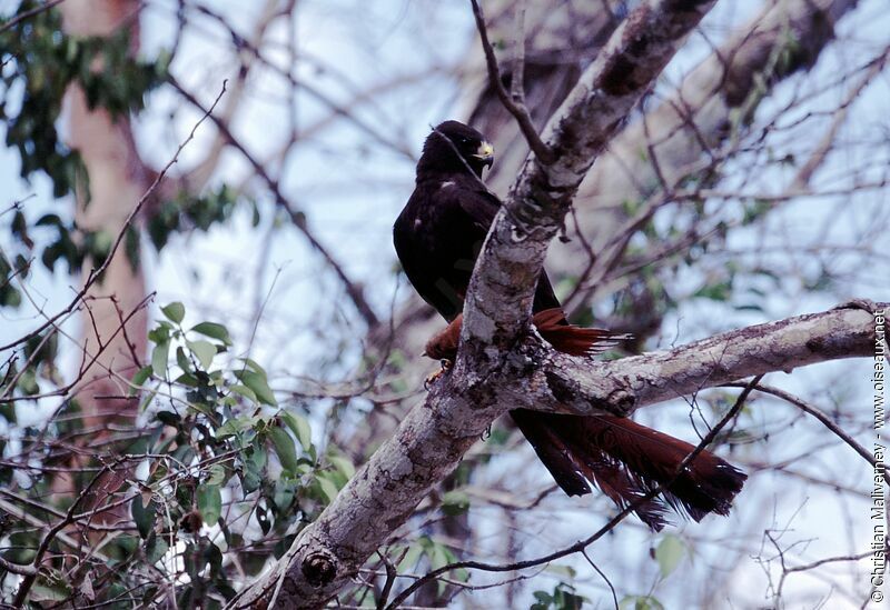 Short-tailed Hawkadult