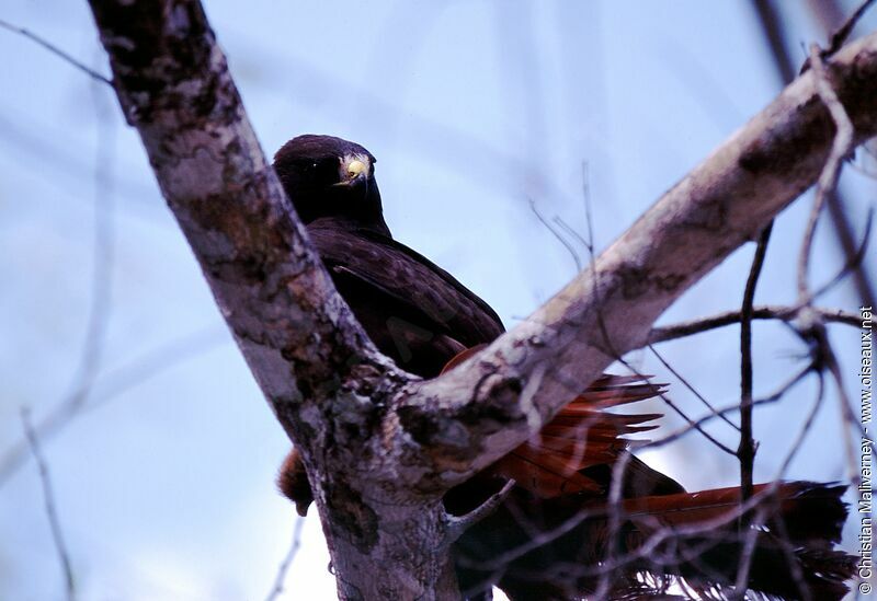 Short-tailed Hawkadult