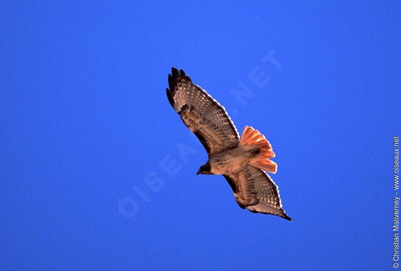 Red-tailed Hawkadult